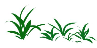 イネ科の葉は平行脈の長細い葉で描いた草