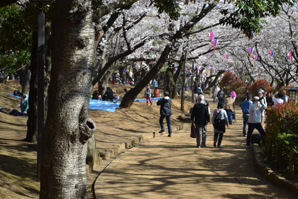 桜_公園の道