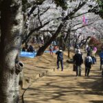 桜_公園の道