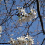 桜_花アップ01～03