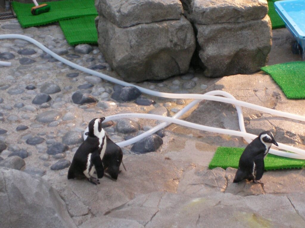 ペンギン02