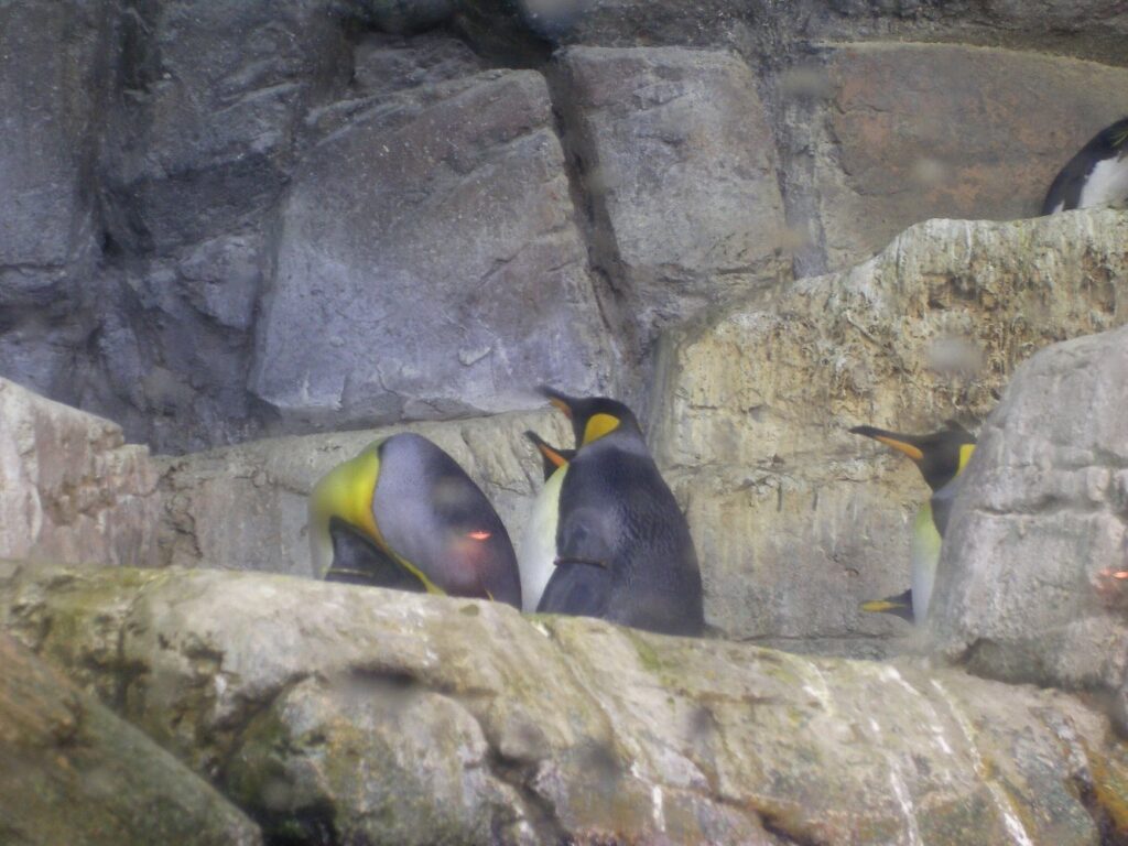 ペンギン01