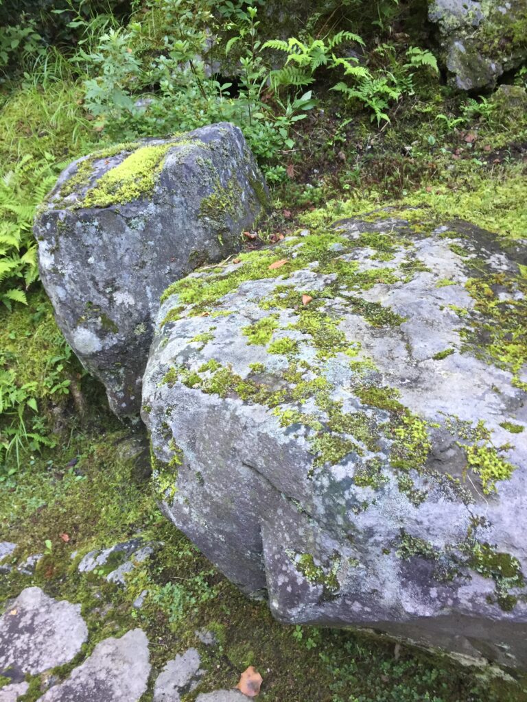 岩と苔
