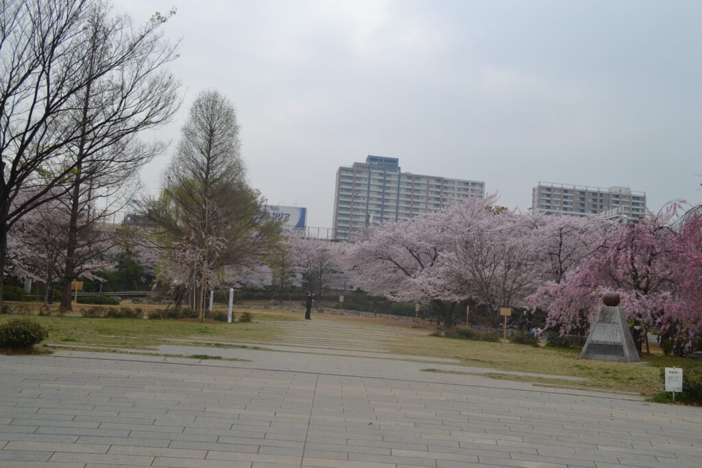 公園_桜04