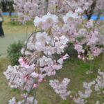 枝垂桜_アップ01～02