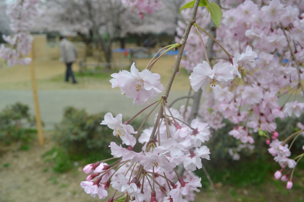 枝垂桜_アップ02