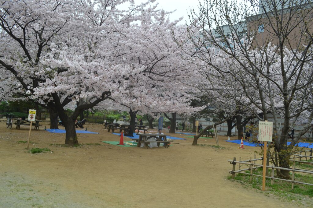 公園_桜05