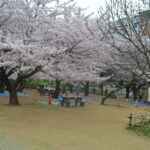 公園_桜05