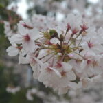 桜アップ_05