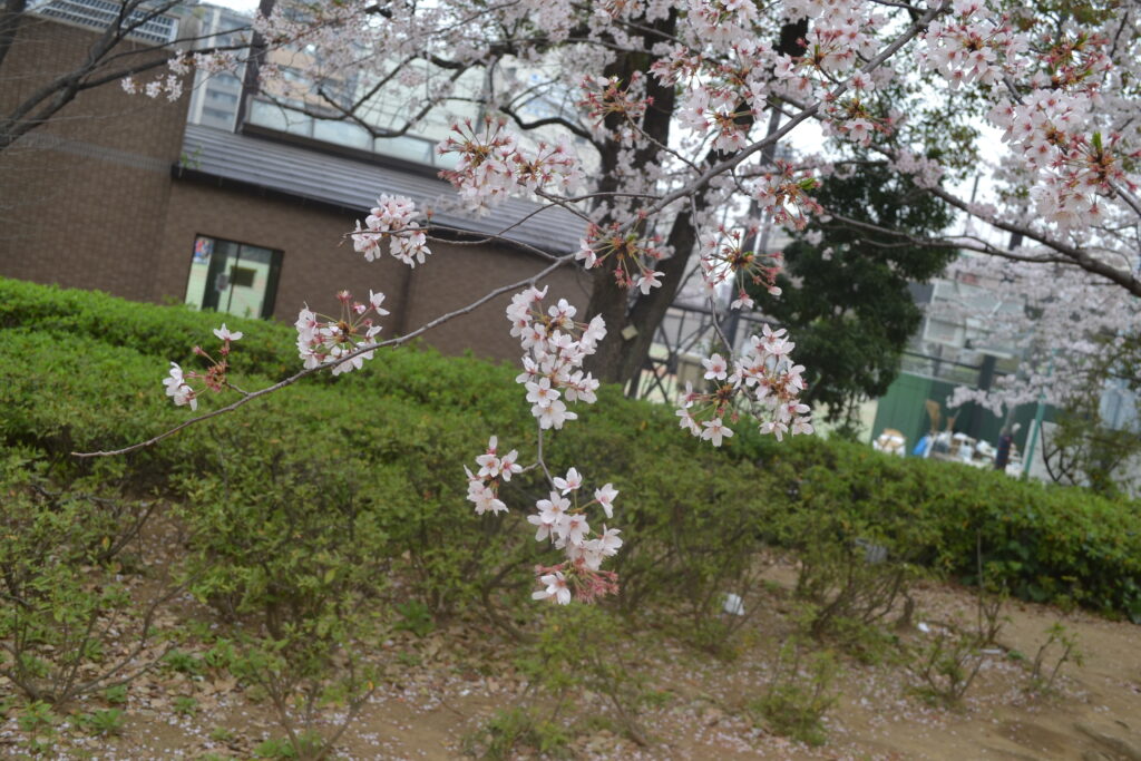 桜_枝と低木