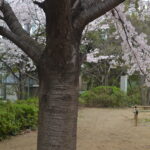 桜_幹_公園低木