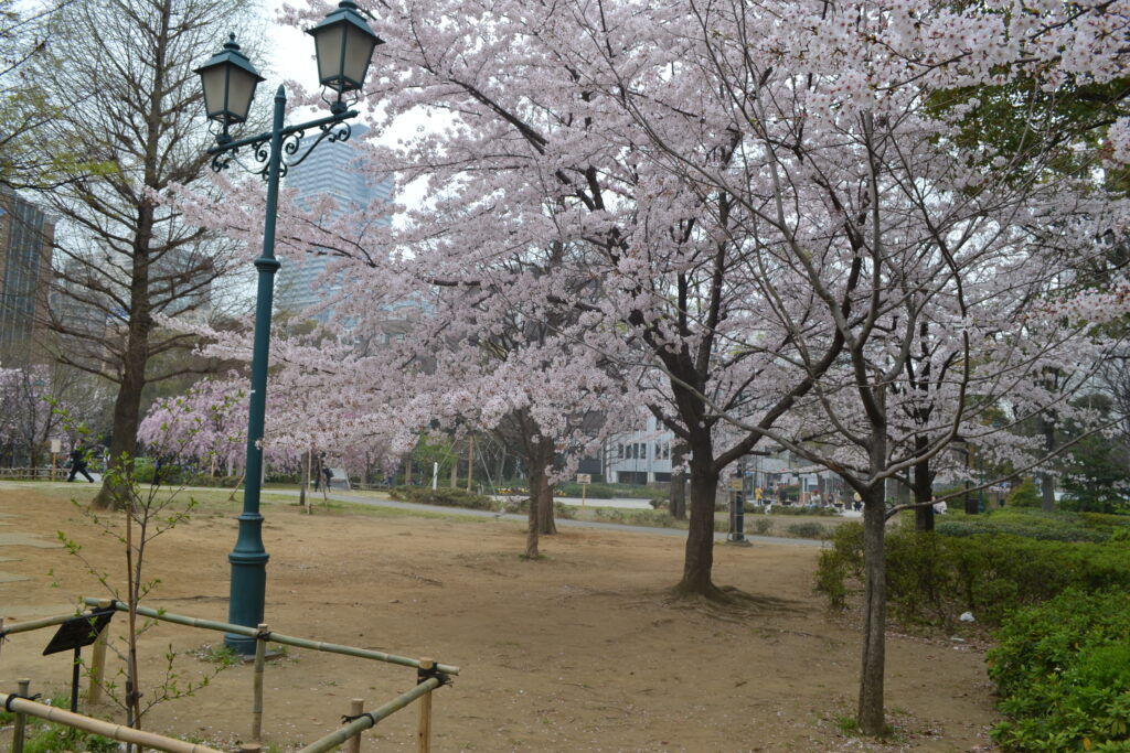公園_桜07