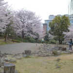 公園_桜08～11