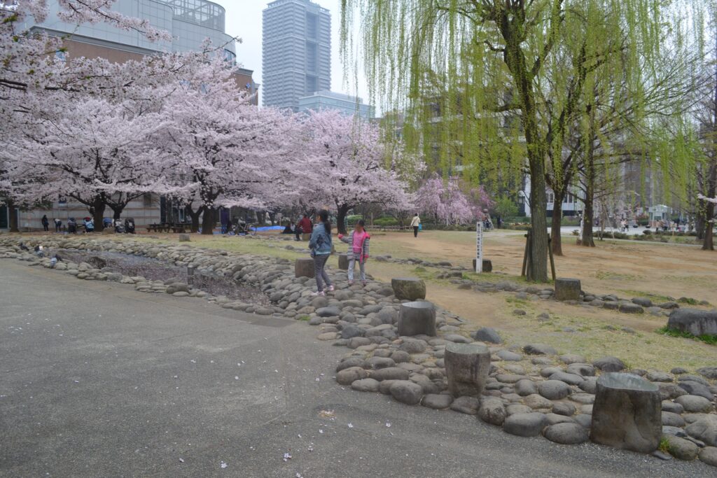 公園_桜10