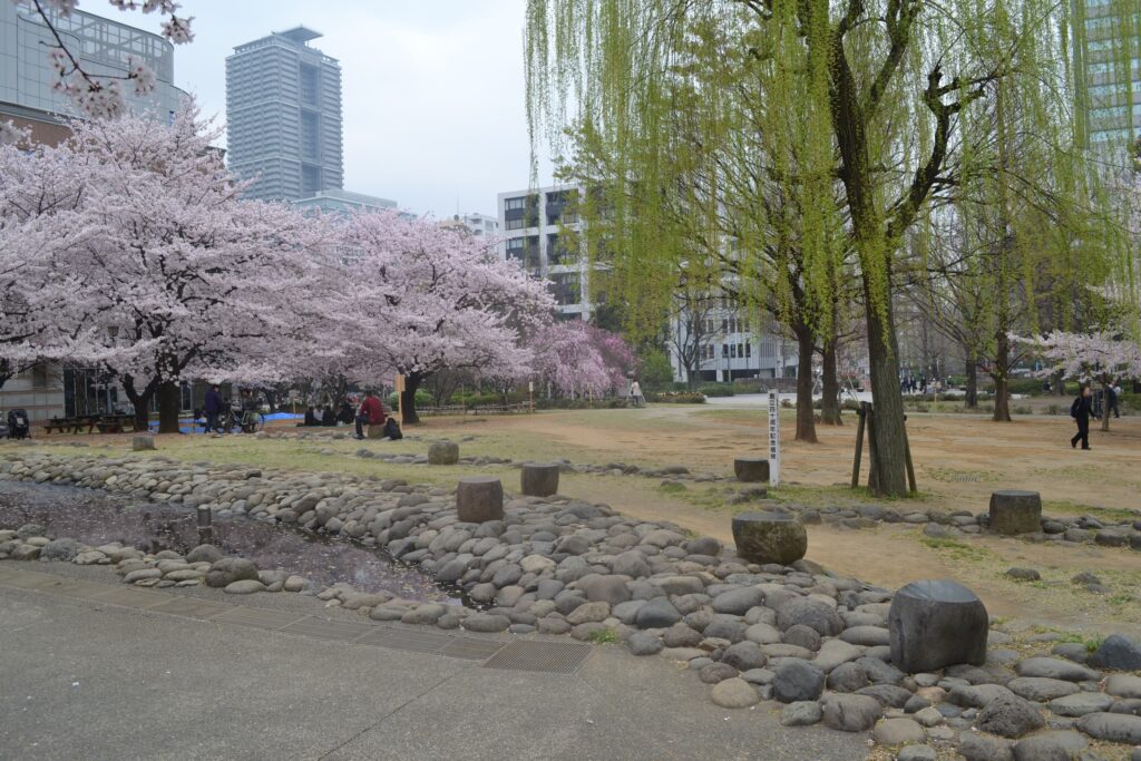 公園_桜11