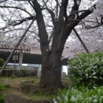 公園_桜12