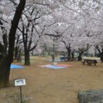 公園_桜14