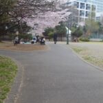 公園_桜16
