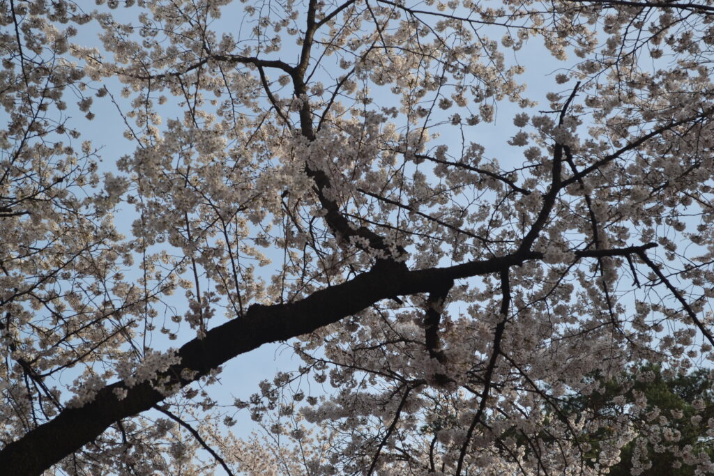 桜_0672
