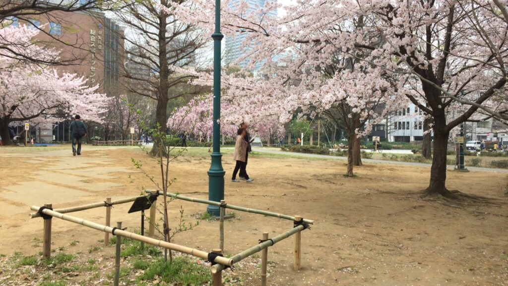 公園_桜02