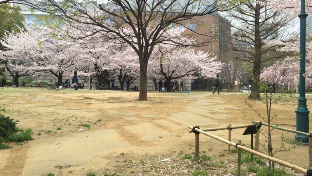 公園_桜03