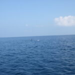 モルディブ_060~061_海とイルカ