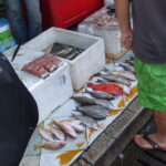 モルディブ_126_マーレ市場の魚