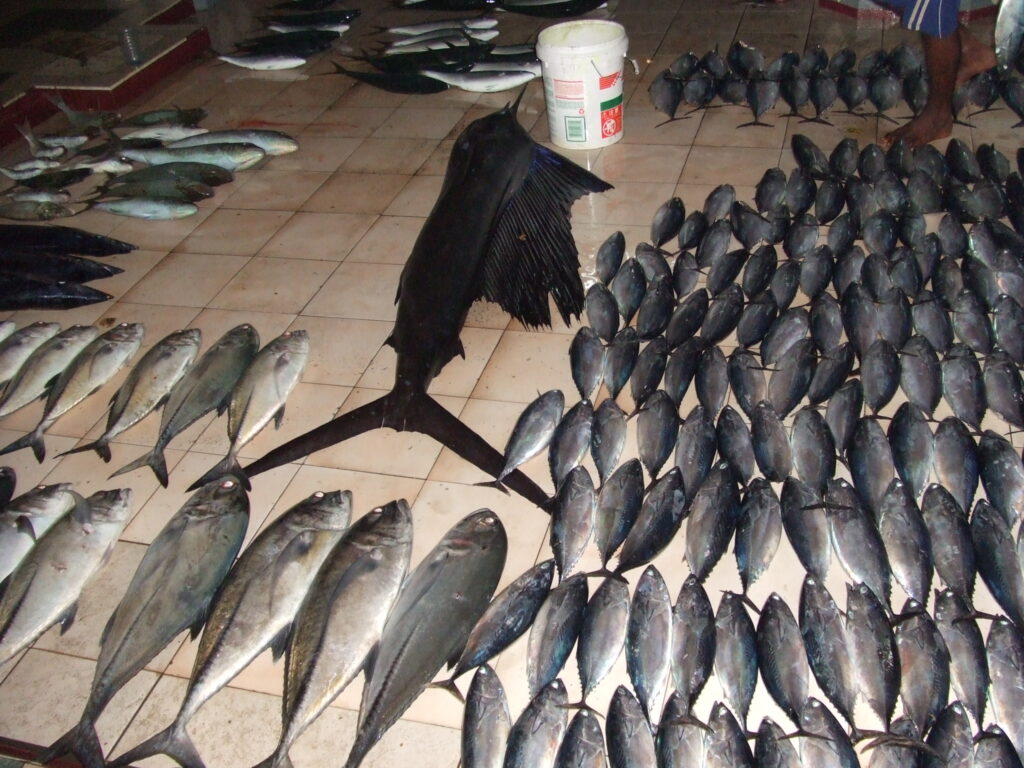 モルディブ_127_魚市場