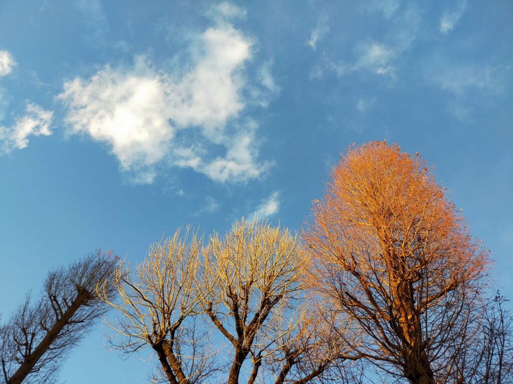 木と雲のアオリ