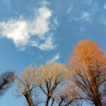 木と雲のアオリ